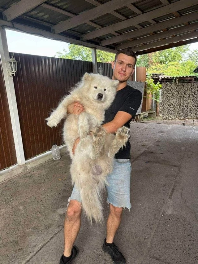 Знайдений собака зі Слов’янська тимчасово живе у співробітника «Нової пошти»
